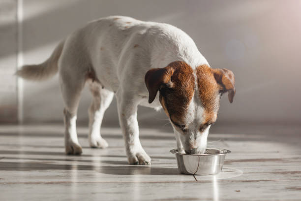 istock Cute dog eating food from bowl 1503392234
