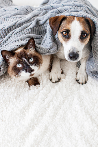 Dog and gray cat lying on white plaid. Pets at home looking at camera. Copy space