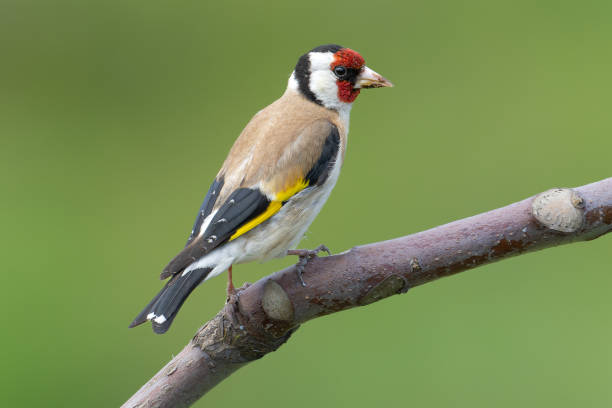 istock The European goldfinch  (Carduelis carduelis) 1503392369