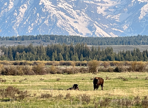 Bison grazing in the early morning hours at Yellowstone National Park.