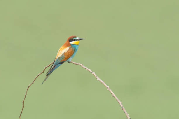 istock The European bee-eater (Merops apiaster) 1503393744