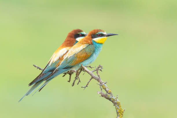 istock The European bee-eater (Merops apiaster) 1503393913