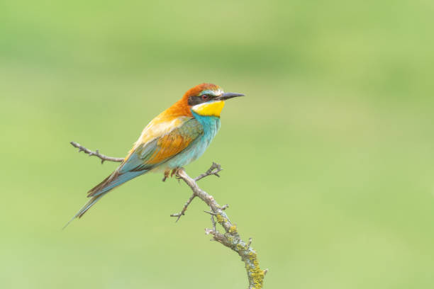 istock The European bee-eater (Merops apiaster) 1503393951
