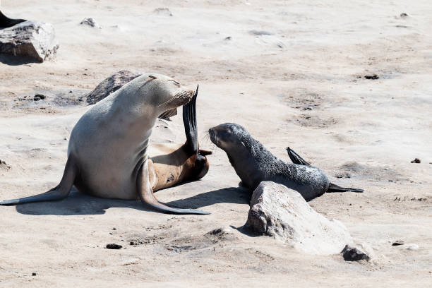 istock Sea lions mother 1503394487