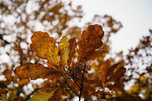 closeup shot of autumn oak leaves on branch, shallow focus