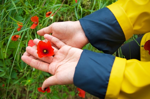 Female hand touch red poppy flower, rainy spring day in nature with yellow raincoat