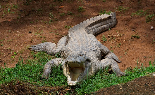 African crocodile resting on waters edge with mouth wide open
