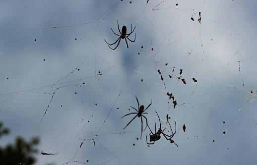 Group of African Social Spiders in a web against cloud sky