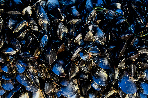 background of sea shells, beautiful photo digital picture