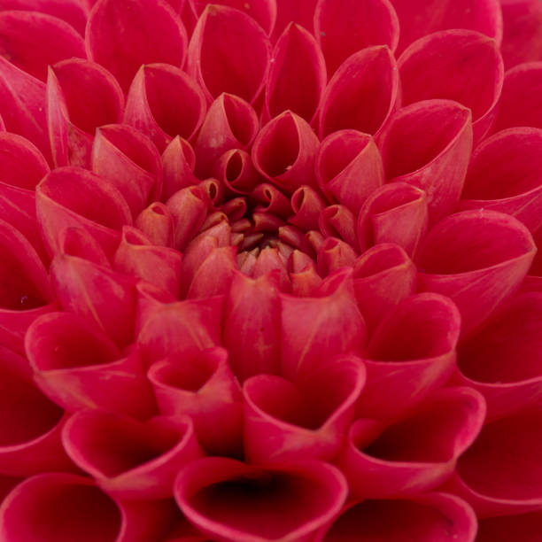 Dahlia in all its symmetrical glory