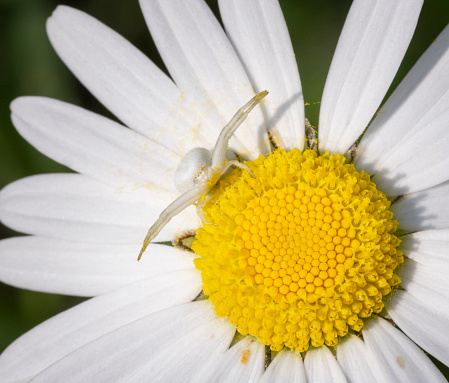 Flower (Crab) Spider [Misumena Vatia] waiting for prey, camouflaged in white on a Daisy Flower. 1:1 Macro Shot