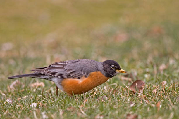 istock Male American Robin, Turdus migratorius, foraging in the grass 1503401038