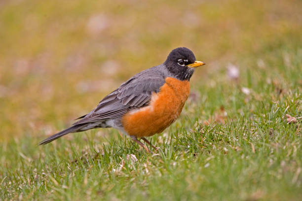 istock Male American Robin, Turdus migratorius, close up view 1503401056