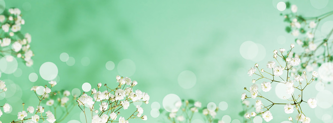 Spring flower banner with branches of blossoming white gypsophila on green background with bokeh effect end empty space for text. Spring time. Natural blossoming background. Banner size, copy space