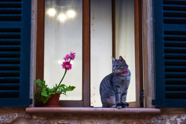 gatto sveglio con i fiori che camminano su una foto stock di strada - domestic cat undomesticated cat window house foto e immagini stock
