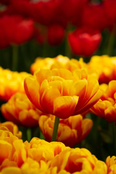 istock Tulips - beauties in yellow and red 1503403690