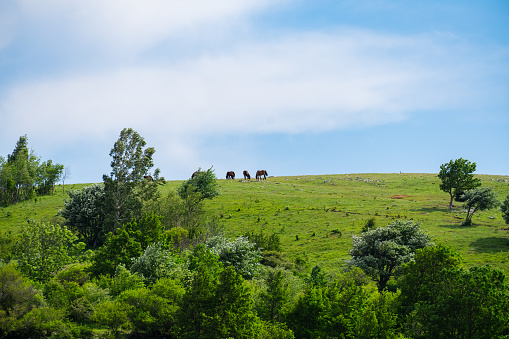 Horses in the hilly landscape of the Croatian Coastal Mountains in early summer.