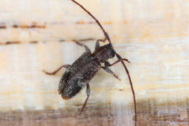 istock long-horned beetle (Exocentrus adspersus), imago on wood. 1503404203