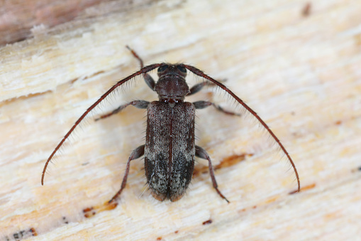 long-horned beetle (Exocentrus adspersus), imago on wood.