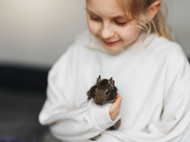 istock Little girl playing with small animal degu squirrel. 1503404293