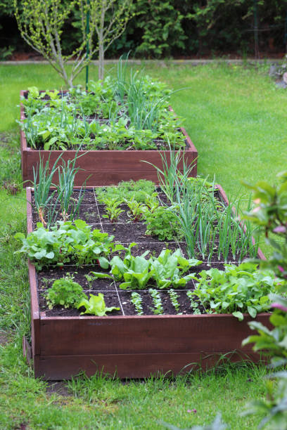 istock Raised vegetable beds. Vegetables grown in your own garden. 1503404396