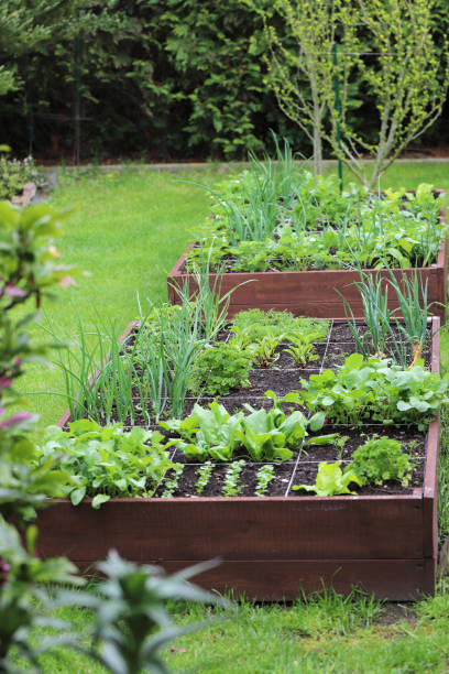 istock Raised vegetable beds. Vegetables grown in your own garden. 1503404398