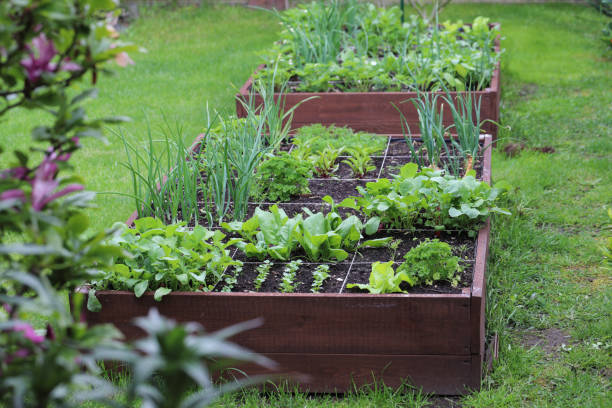 istock Raised vegetable beds. Vegetables grown in your own garden. 1503404399