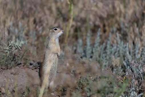 A cute richardson ground squirrel, or a common manitoba prairie dog, in the grass,