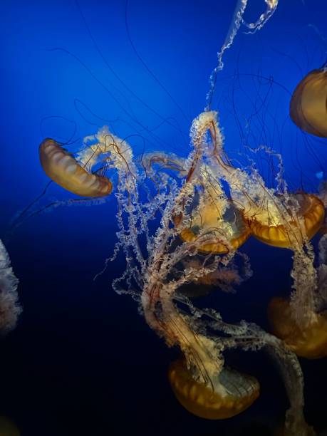 istock Group of jellyfish in a tranquil blue underwater setting. Pacific sea nettle, Chrysaora fuscescens. 1503406224