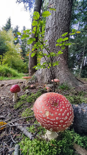istock Fly agaric (Amanita muscaria) red-headed hallucinogenic toxic mushrooms in spring forest 1503414458