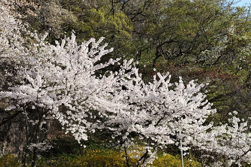 A picturesque view of a cherry blossom tree in the park. Seoul, South Korea.