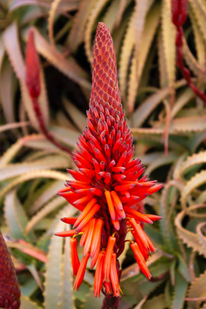 istock Aloe ferox, called bitter aloe is most famous for its medicinal qualities. 1503415526