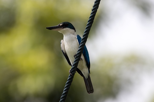 A collared kingfisher, Todiramphus chloris, on a power line