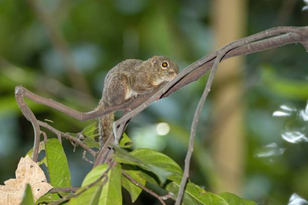 istock Slender squirrel, Sundasciurus tenuis, on a tree in a rainforest 1503418506