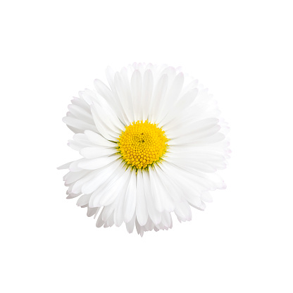 Abstract background made from a blooming daisy repetitions on yellow