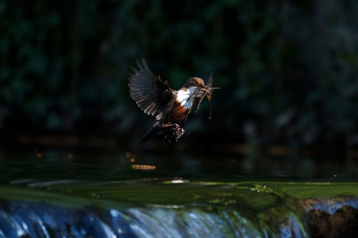 A small bird is captured in mid-flight over a tranquil forest setting, carrying food in its beak