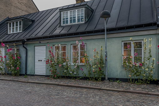 picturesque house with  hollyhocks in the evening light, Lilla Algatan, Lund, Sweden, July 17 2022