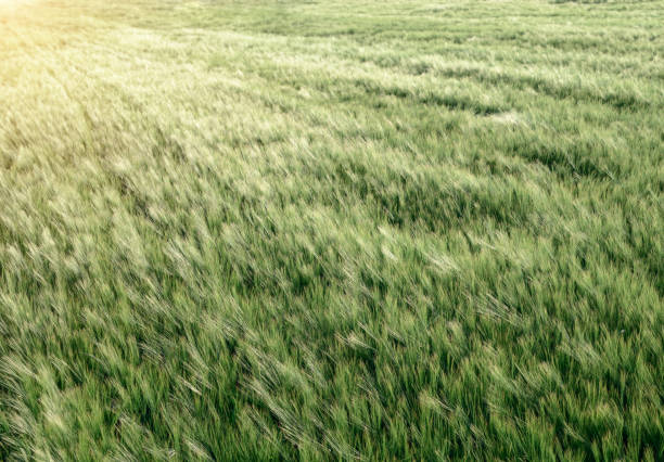 Green field with growing rye. Sunset at summer