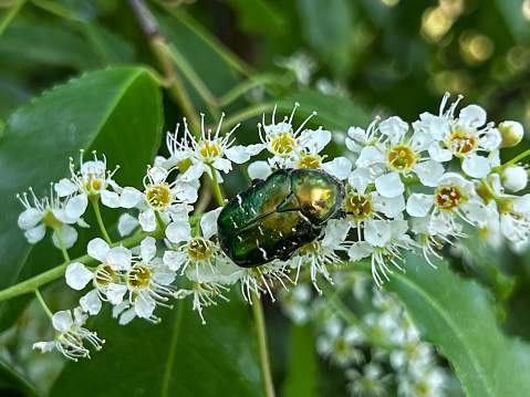 A small green cockchafer on a white bird cherry flower.