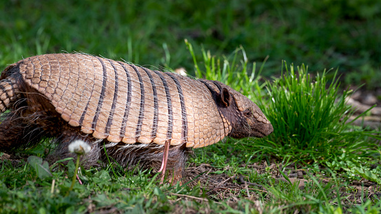 Six-Banded Armadillo rummaging in Grass
