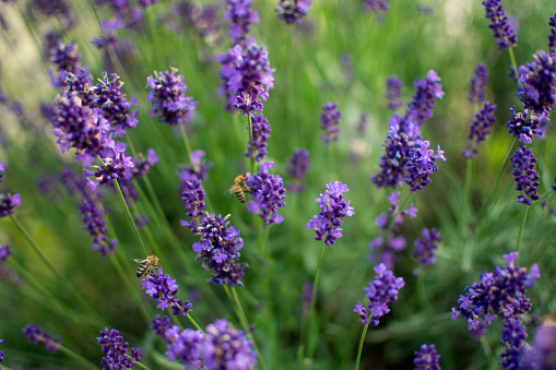 lavender and the diligent bee