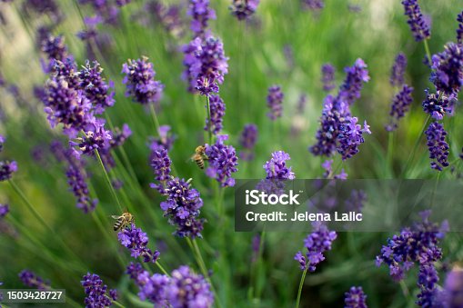 istock lavender and the diligent bee 1503428727