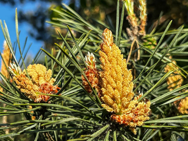 istock Pine flowering causing large amounts of pollen 1503428815