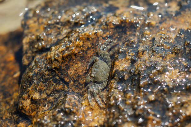 Macro photograph of a Crab in the Aegean Sea.