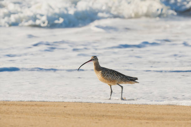 istock Sandpiper, Long-Billed Curlew, On The Beach 1503432116