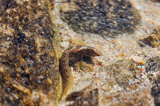Image of a small fish among the rocks, Aegean sea.