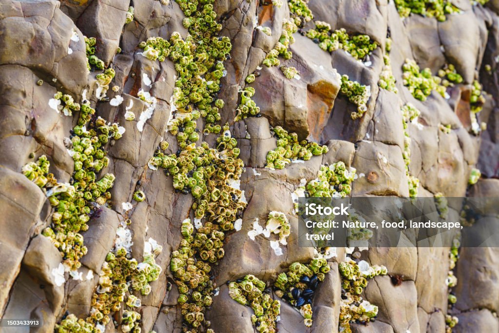 Seaside Rocks Barnacles Acorn Barnacles Also Called Rock Barnacles Or Sessile Barnacles ...