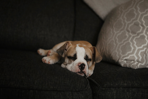 A french english bulldog puppy, three months old, napping on the couch.