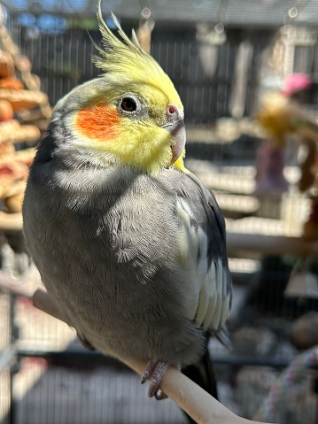 Baby Cockatiel enjoying the Sun