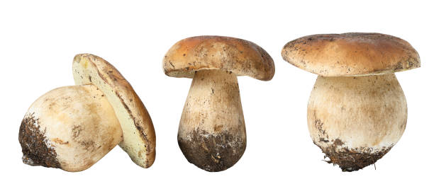 istock Fresh forest white mushroom with root isolated on a white background 1503437723